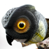 prowler-owl-birds-eye-view