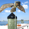 prowler-owl-dock