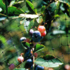 Anti Bird Netting Protecting Grape Farms