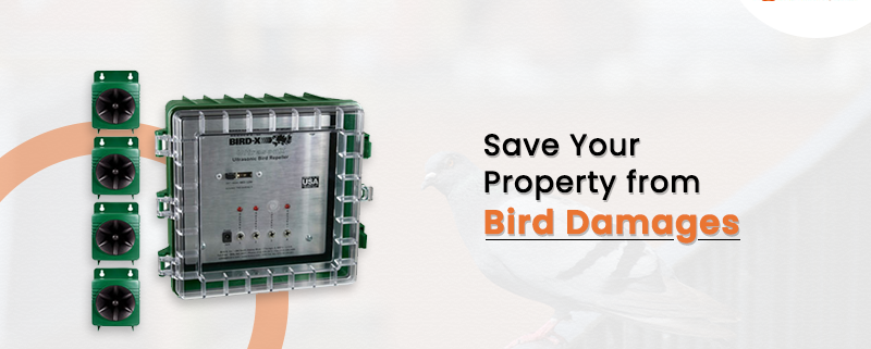 Save Your Property from Bird Damages