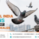Professional Pigeon Control India